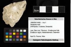 Foto (Objekt + Etiketten) von Decapoda indet. 